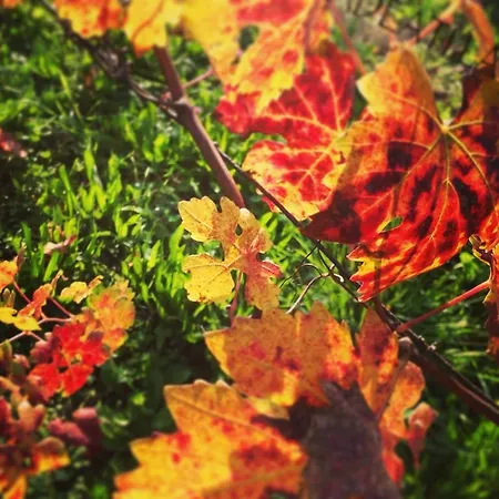 Monferrato La Casa Sui Tetti 3* 무리센고